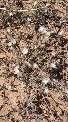 Drosanthemum calycinum