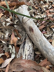 Zosteria sydneensis