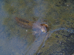 Erythrodiplax connata