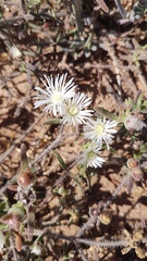 Drosanthemum calycinum