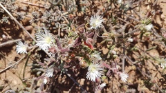 Drosanthemum calycinum