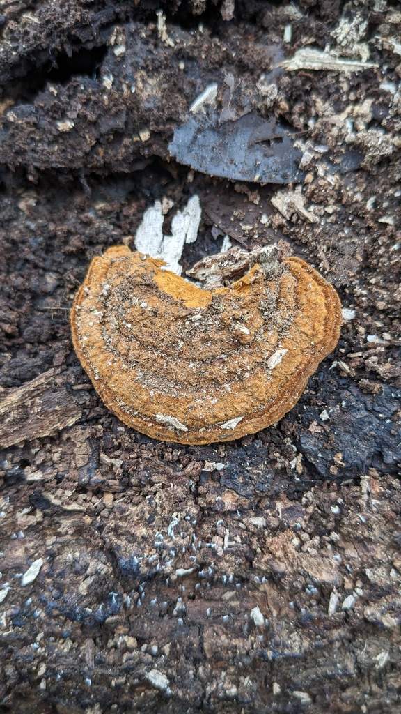 Fuscoporia gilva · January 2023 · photo: © atsushi_nakajima_cirque (iNaturalist, cc-by)