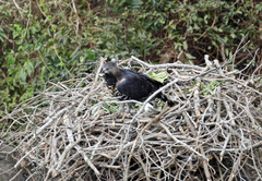 Stephanoaetus coronatus