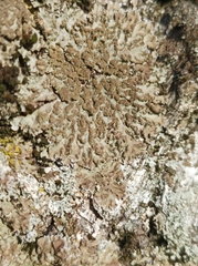 Physconia enteroxantha