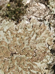 Physconia enteroxantha