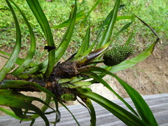 Freycinetia