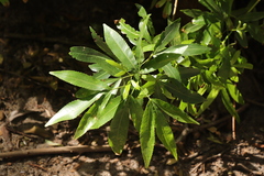 Platylophus trifoliatus