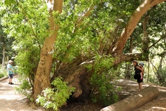 Platylophus trifoliatus