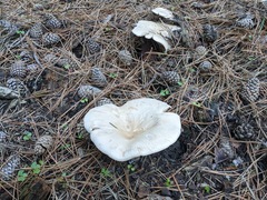 Infundibulicybe gigas
