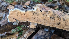 Steccherinum nitidum