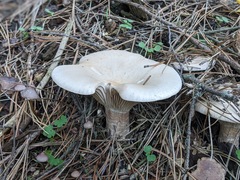 Infundibulicybe gigas