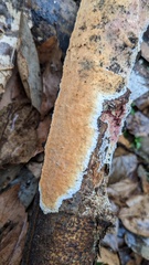 Steccherinum nitidum