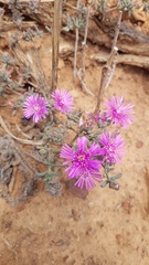 Drosanthemum ambiguum