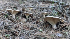 Infundibulicybe gigas