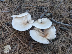 Infundibulicybe gigas