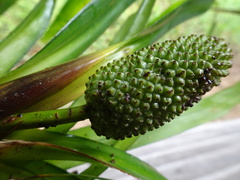 Freycinetia