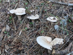 Infundibulicybe gigas