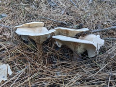 Infundibulicybe gigas