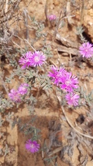 Drosanthemum ambiguum