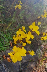 Disa aurata