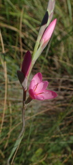 Hesperantha baurii