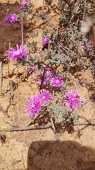 Drosanthemum ambiguum