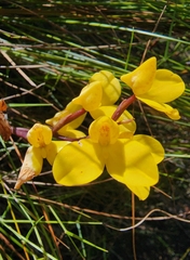 Disa aurata