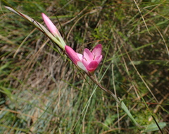 Hesperantha baurii