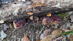 Daedaleopsis styracina