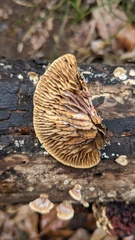 Daedaleopsis styracina