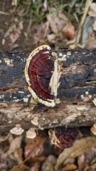 Daedaleopsis styracina