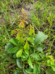 Searsia carnosula