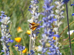 Hylephila fasciolata
