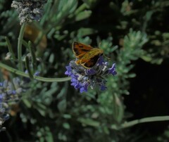 Hylephila fasciolata