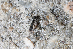 Aphaenogaster senilis