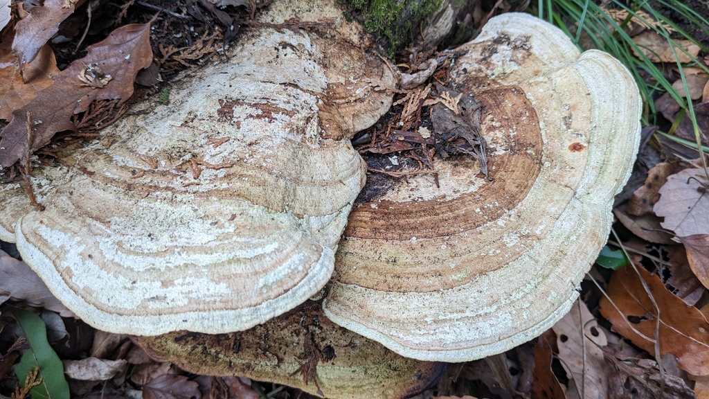 Fomitopsis dickinsii · January 2023 · photo: © atsushi_nakajima_cirque (iNaturalist, cc-by)