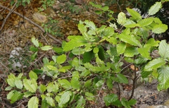 Curtisia dentata