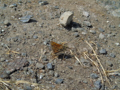 Hylephila fasciolata