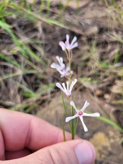 Brachystelma rubellum