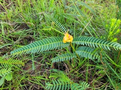Chamaecrista mimosoides