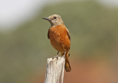 Monticola rupestris