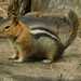 Golden-mantled Ground Squirrel - Photo (c) Bob Hislop, some rights reserved (CC BY-NC), uploaded by Bob Hislop