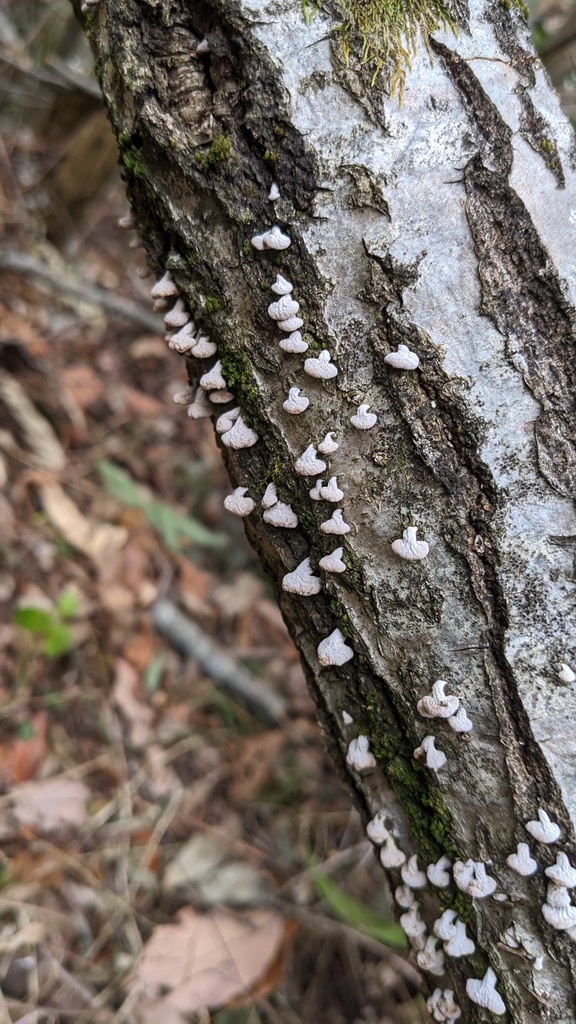 Porodisculus pendulus · January 2023 · photo: © atsushi_nakajima_cirque (iNaturalist, cc-by)