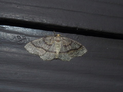 Lambdina pellucidaria