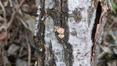 Porodisculus pendulus