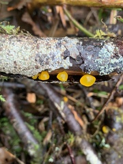 Guepiniopsis