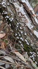 Porodisculus pendulus