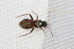 Pilophorus perplexus