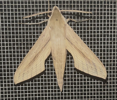 Hippotion balsaminae