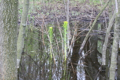 Euphorbia palustris